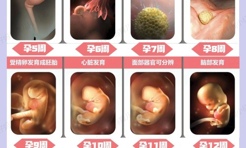 满园梅花扑鼻香-满园梅挂霜的功效网- 满园春色尽梅花知识,分享满园花图片